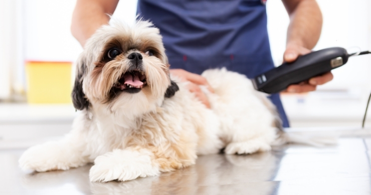 Pet Services